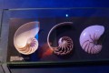 Nautilus-Gehäuse detailliert